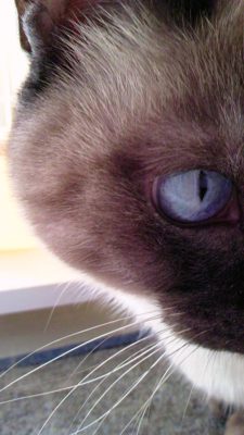 mischa009